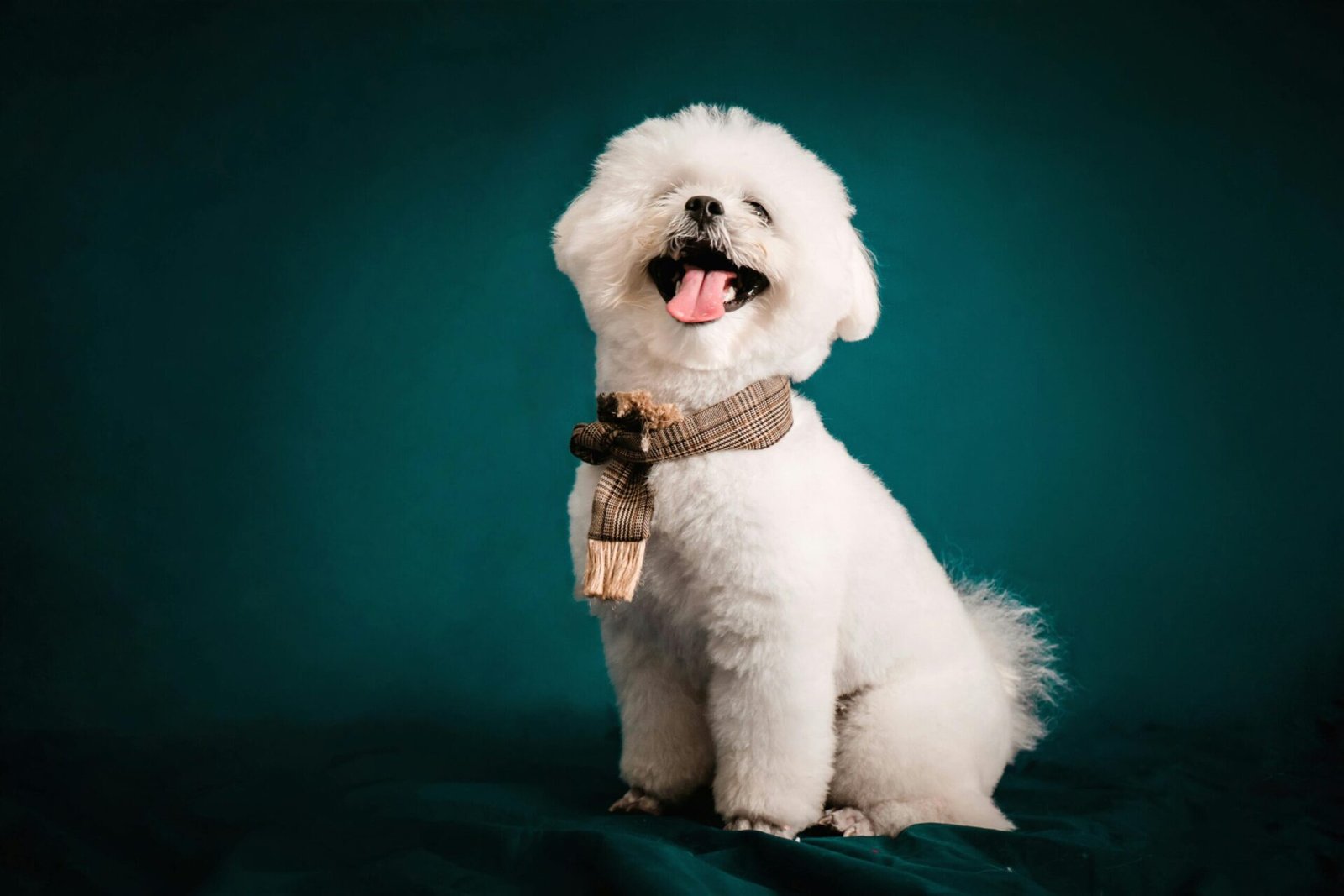 pexels pet foto 17589407 scaled | North Spices CBD | Tienda de CBD de confianza Somos una tienda de CBD online que ofrece una amplia gama de productos de CBD de alta calidad. Todos nuestros productos están hechos con ingredientes naturales y son libres de THC, lo que significa que no te harán drogar. Ofrecemos una variedad de productos de CBD, incluyendo aceite de CBD, cápsulas de CBD, cremas de CBD y más. Todos nuestros productos son probados por laboratorios independientes y garantizamos su calidad. Nos comprometemos a proporcionar a nuestros clientes la mejor experiencia de compra posible. Ofrecemos envío gratuito en todos los pedidos superiores a 50 € y ofrecemos una garantía de devolución del dinero de 30 días. También ofrecemos un servicio de atención al cliente 24/7. Si estás buscando productos de CBD de alta calidad y a un precio asequible, entonces nuestra tienda online es la mejor opción para ti. Visita nuestra página web hoy mismo para comprar tu producto de CBD.